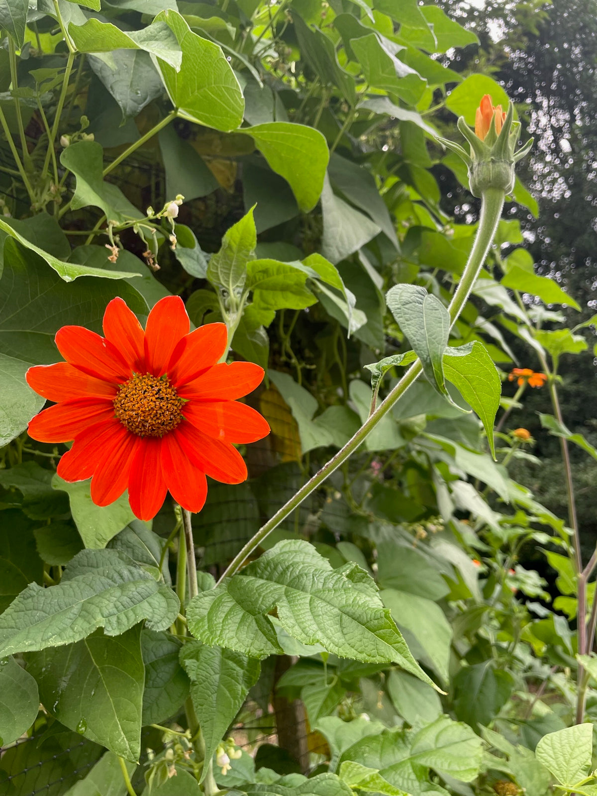 Tithonia / Mexican Sunflower