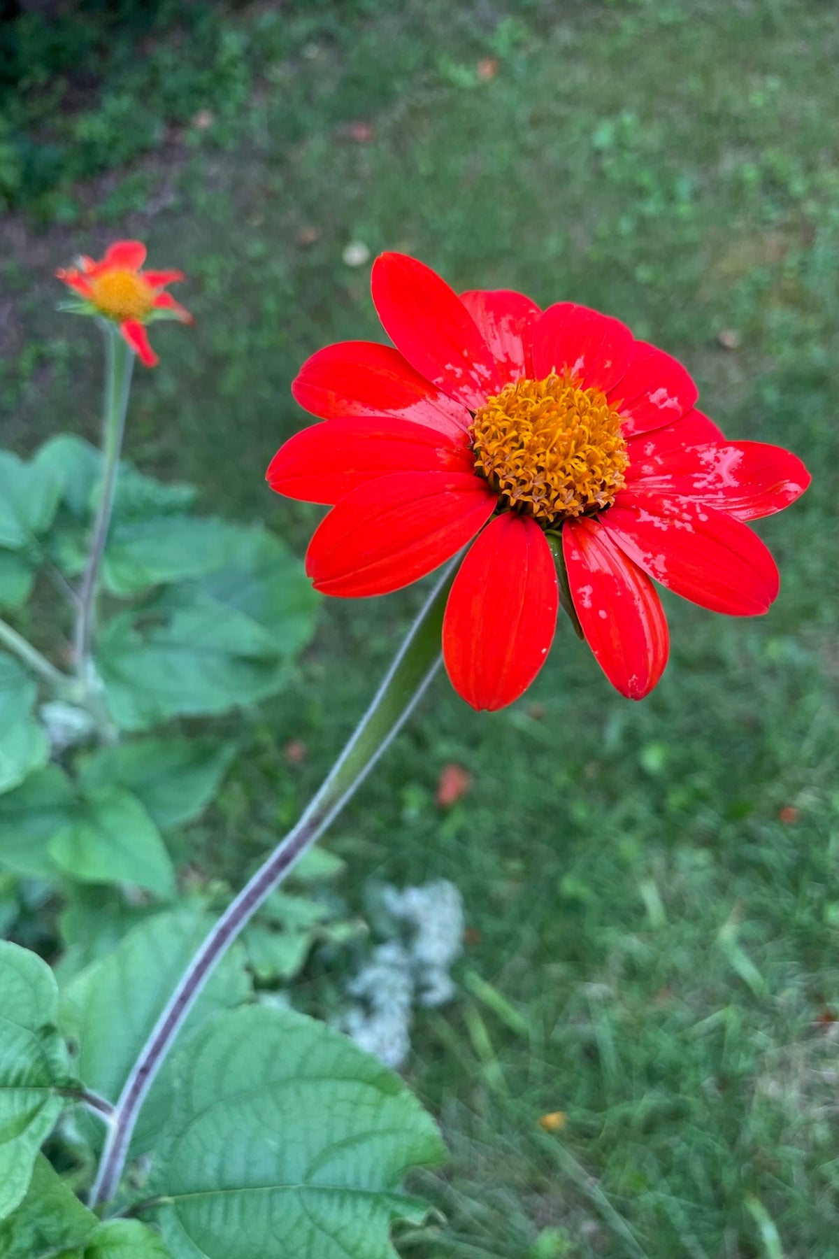 Tithonia / Mexican Sunflower