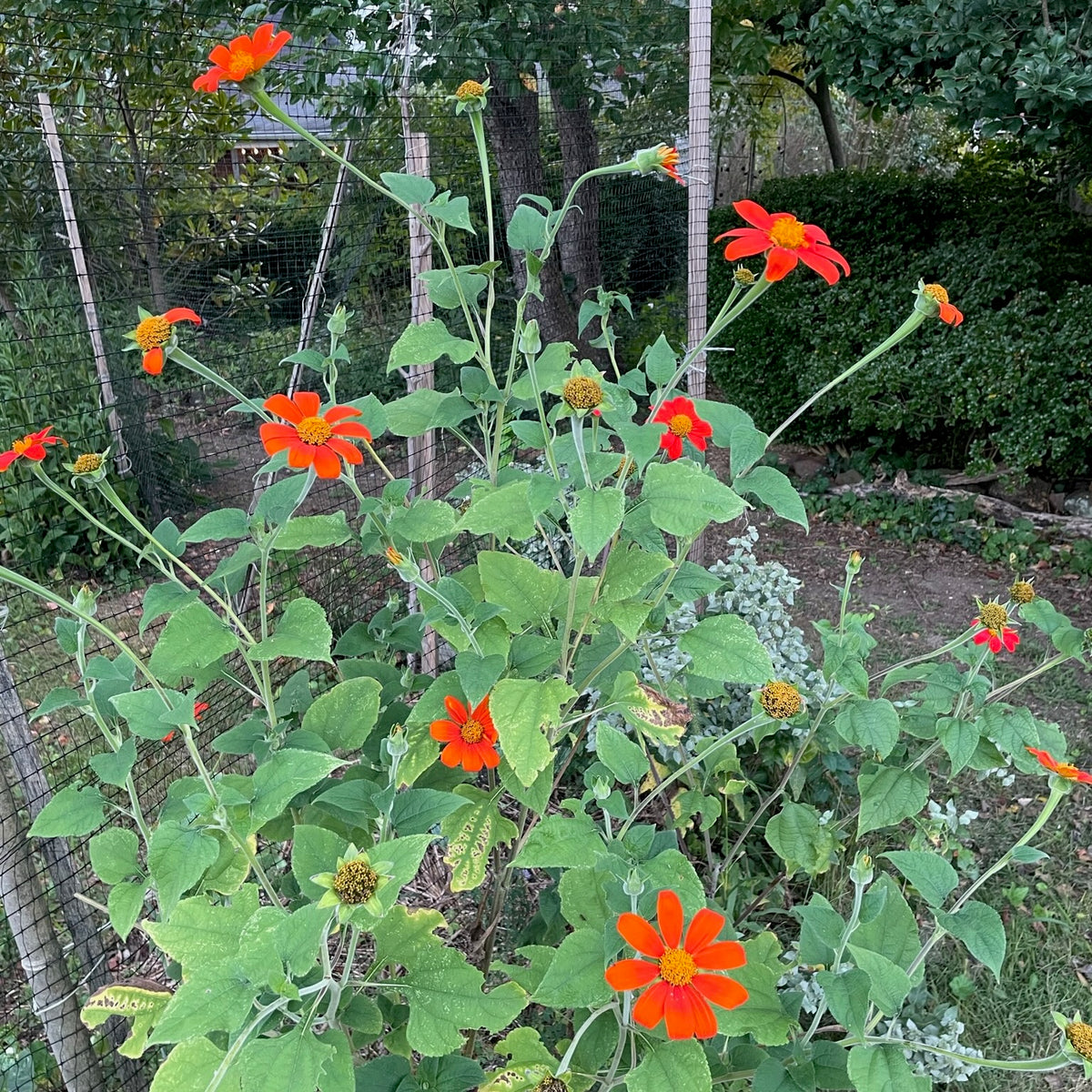 Tithonia / Mexican Sunflower