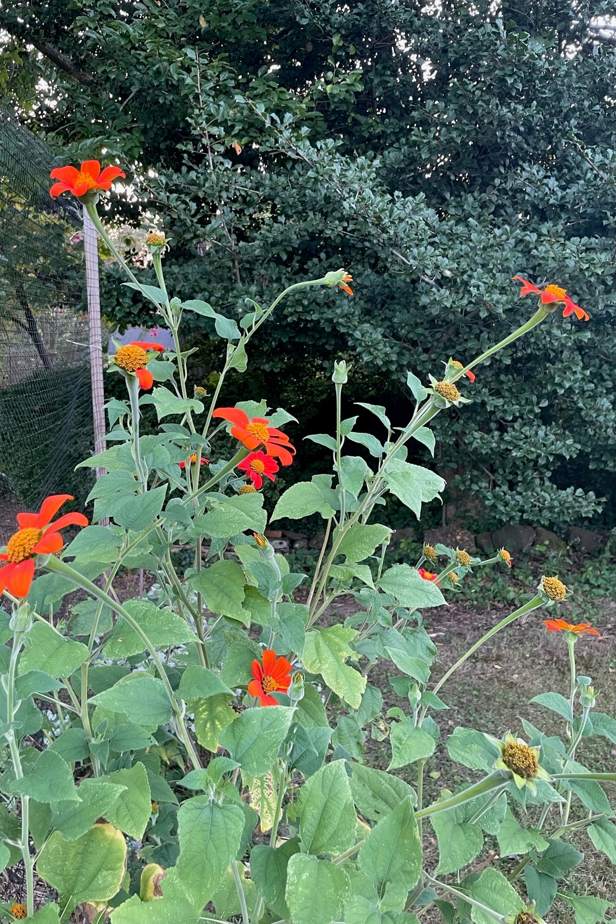 Tithonia / Mexican Sunflower