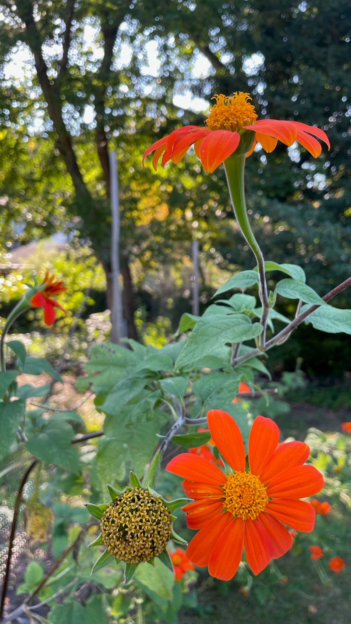 Tithonia / Mexican Sunflower