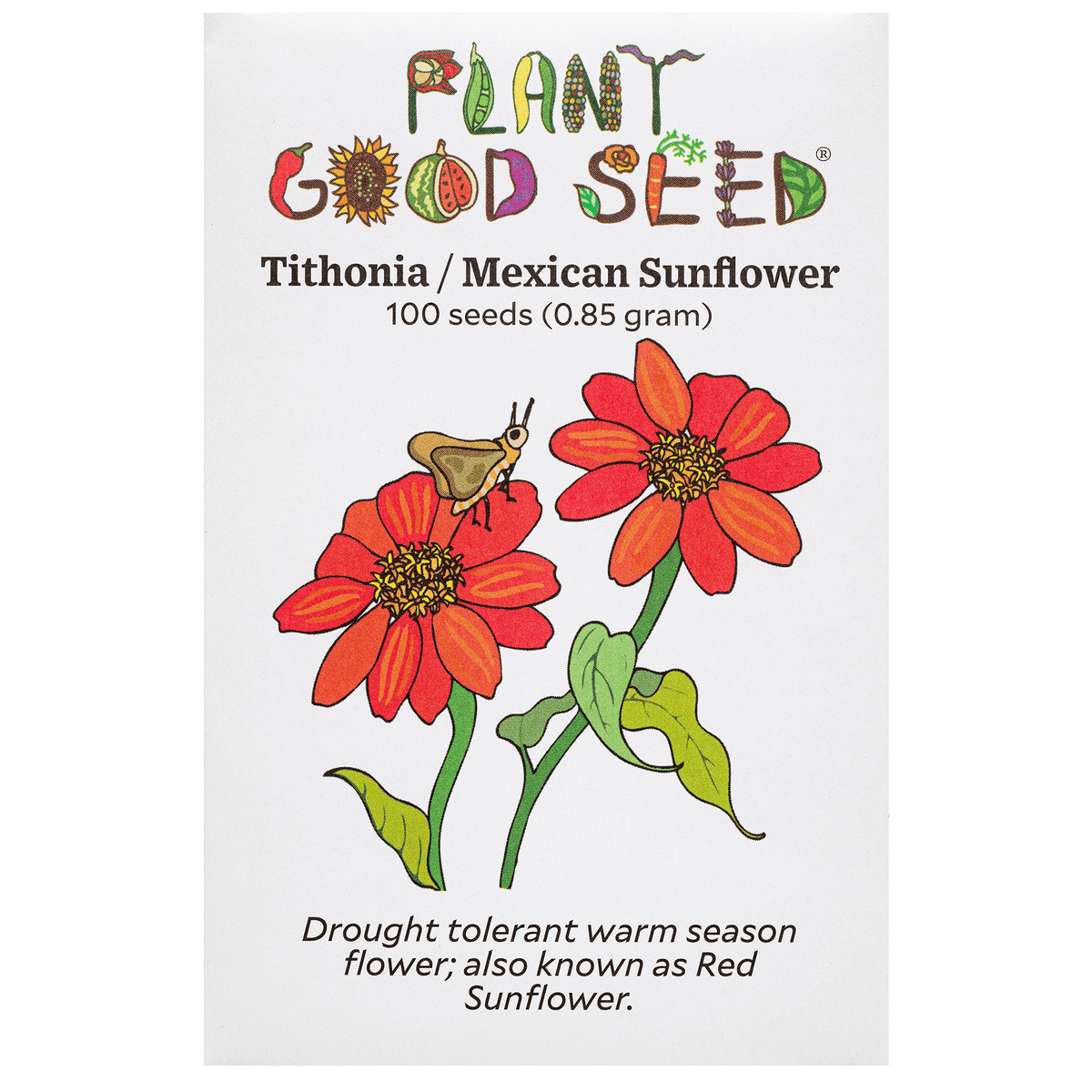 Tithonia / Mexican Sunflower