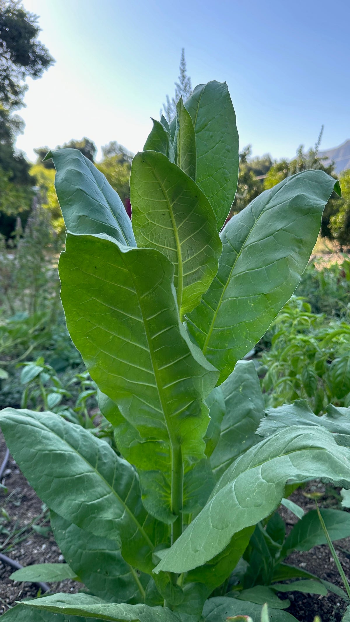 Shirazi Tobacco Seed