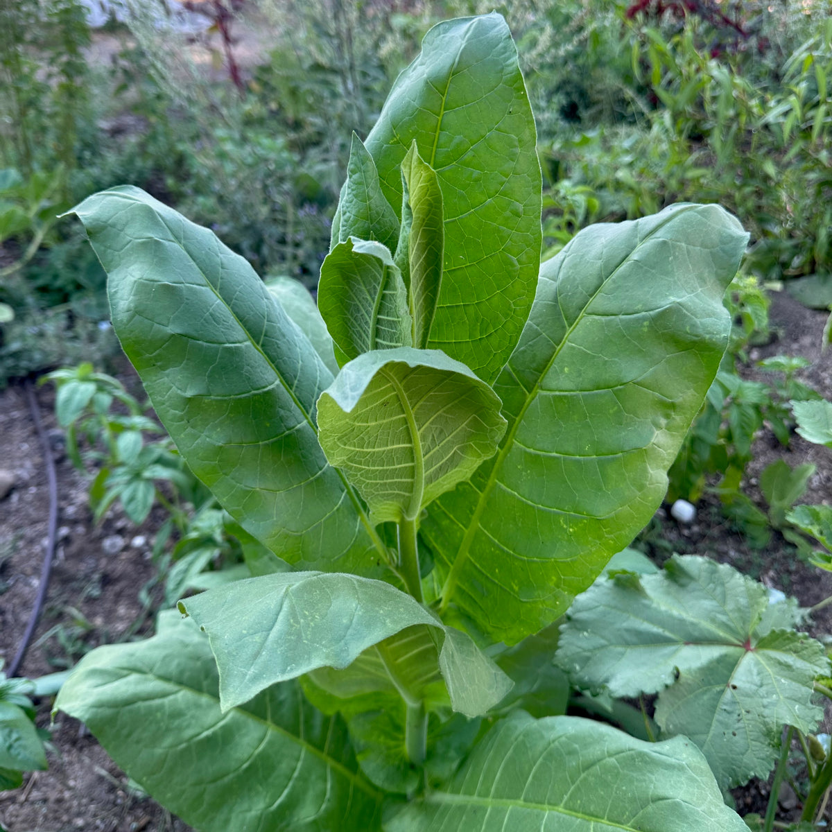 Shirazi Tobacco Seed