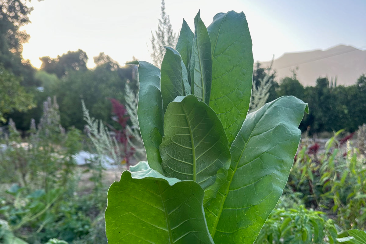 Shirazi Tobacco Seed