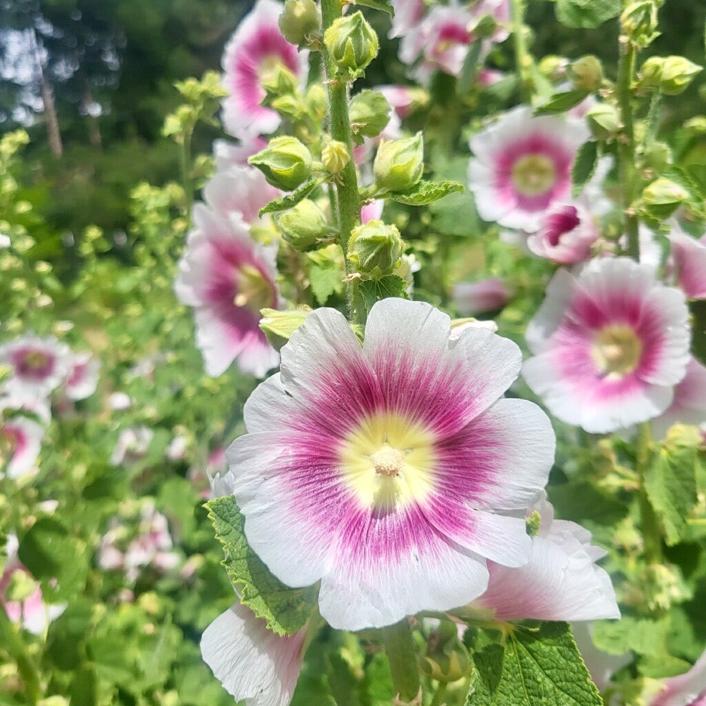 Halo Blush Hollyhock in flower