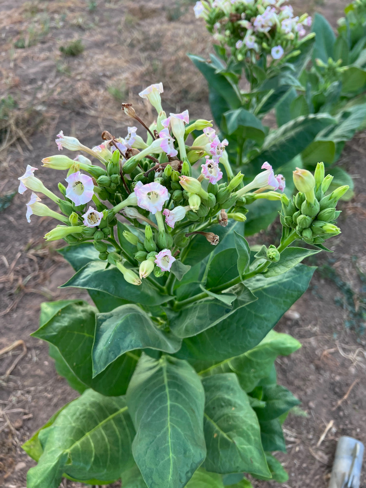 Virginia Tobacco Seed (Tabacum species)