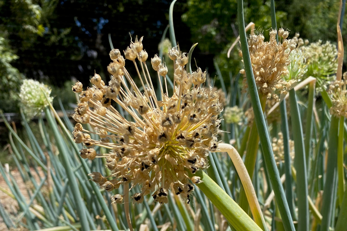 Welsh Onion