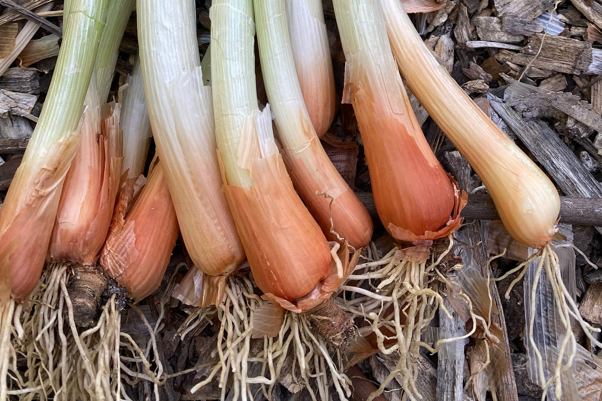 Welsh Onion