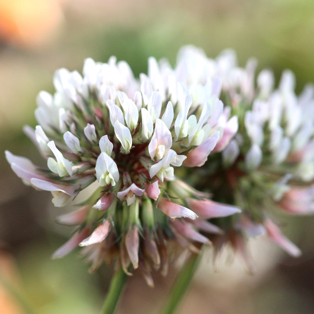 White Clover