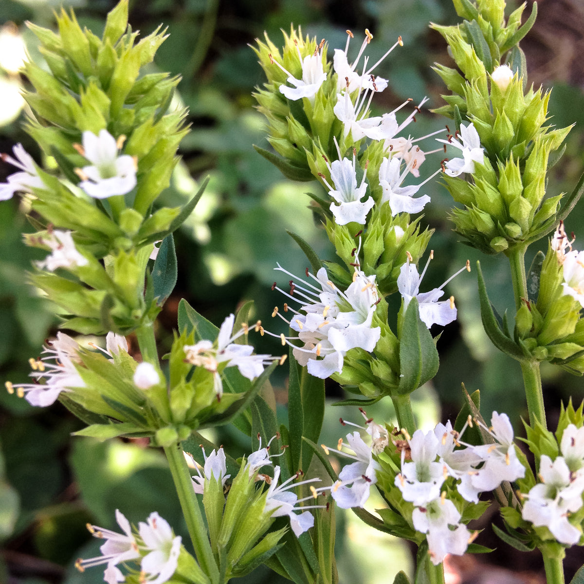 White Flowered Hyssop