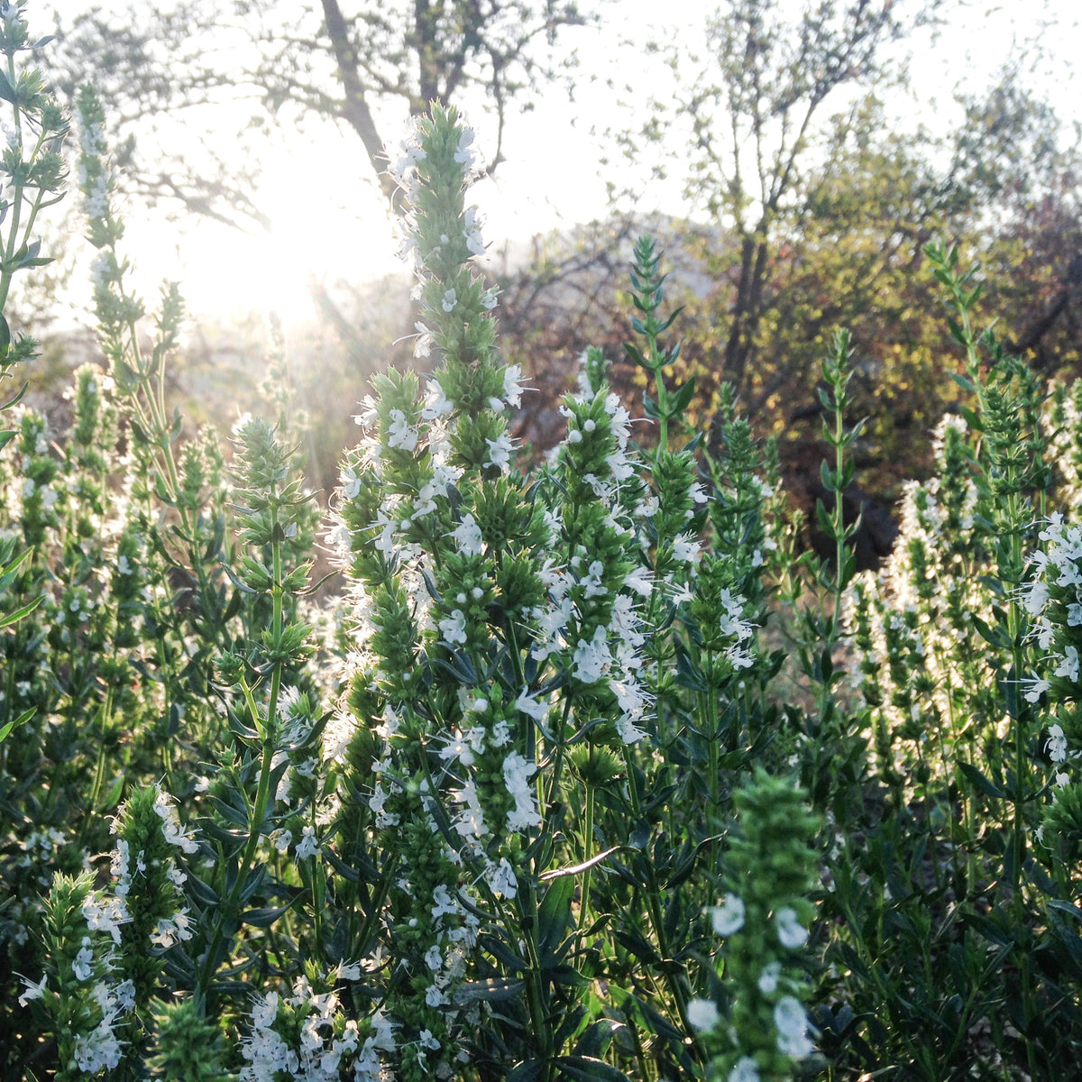 White Flowered Hyssop