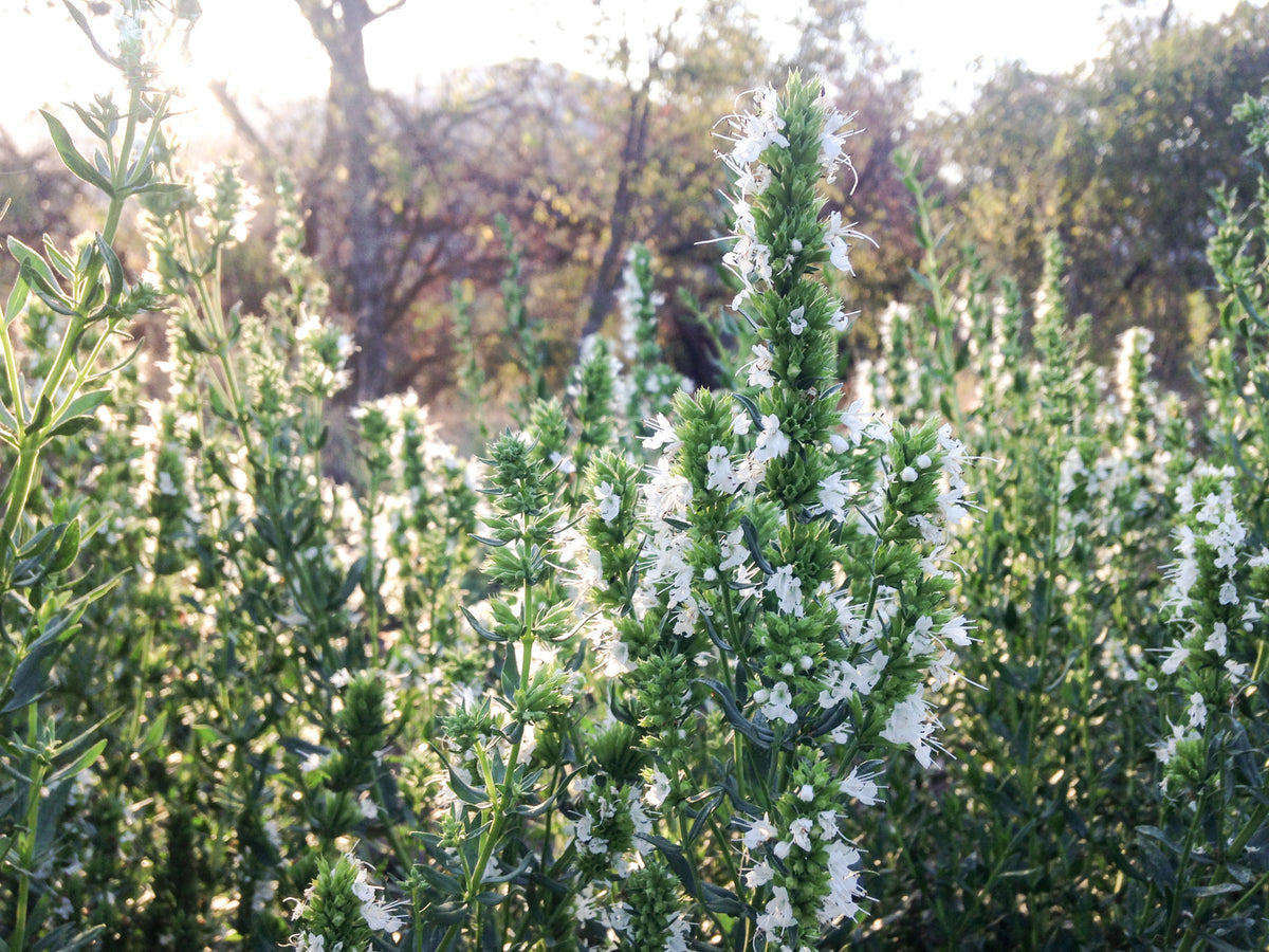 White Flowered Hyssop