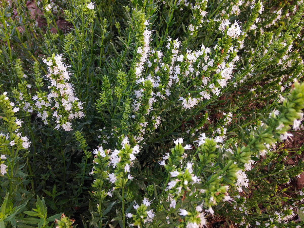 White Flowered Hyssop