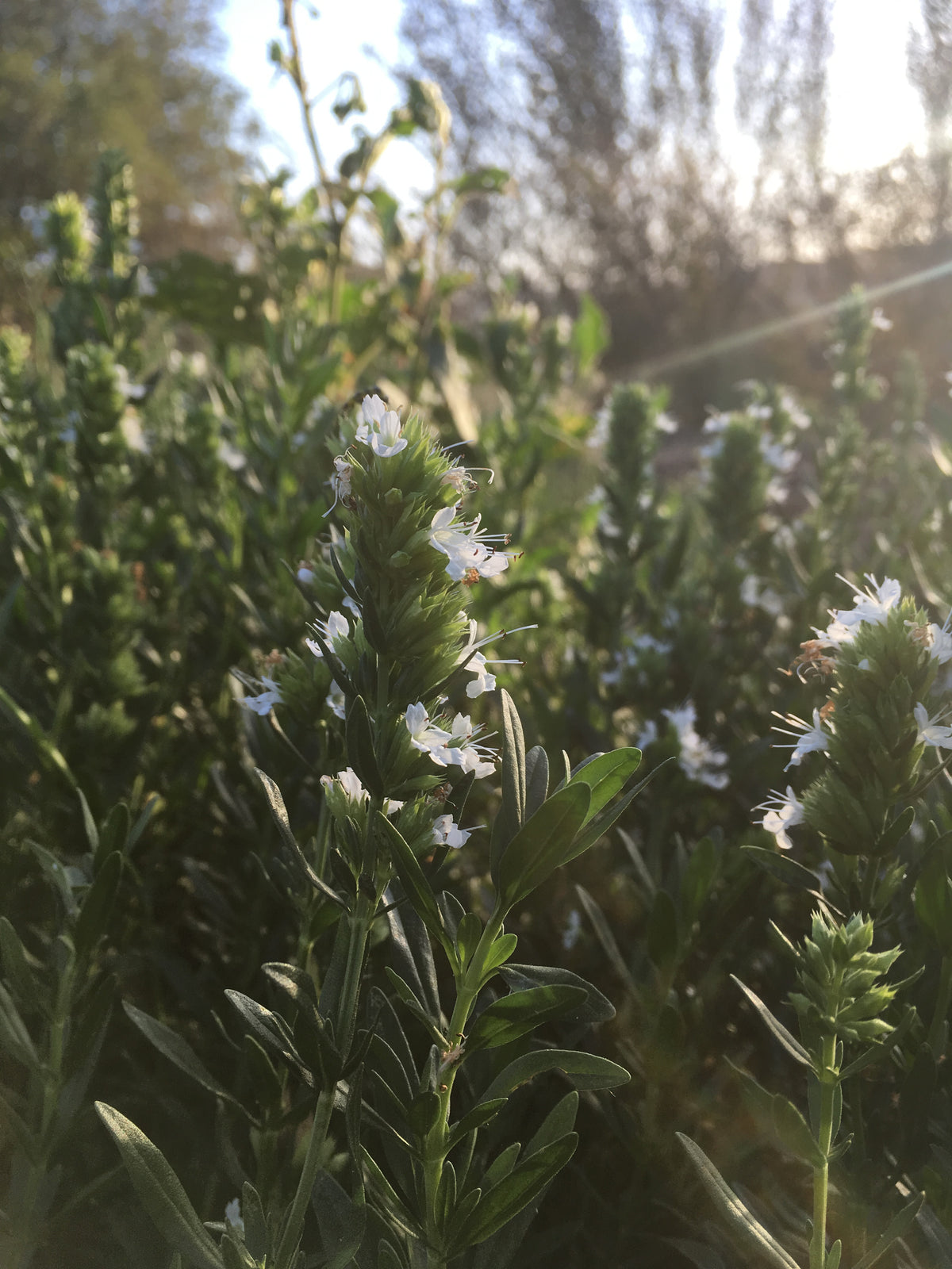 White Flowered Hyssop