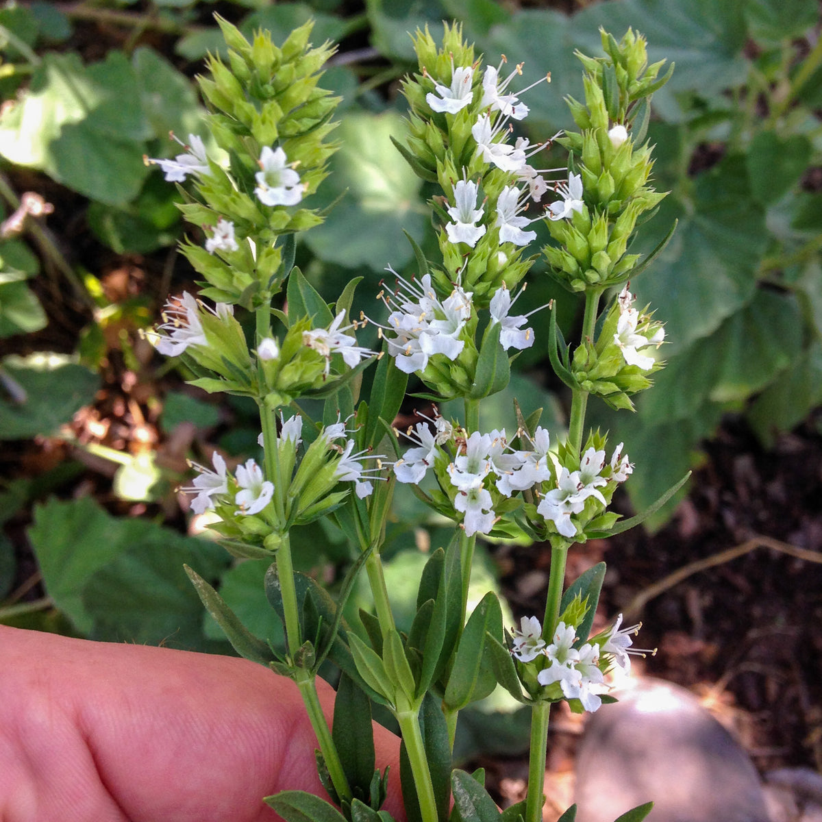 White Flowered Hyssop