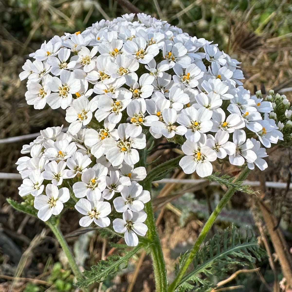 White Yarrow