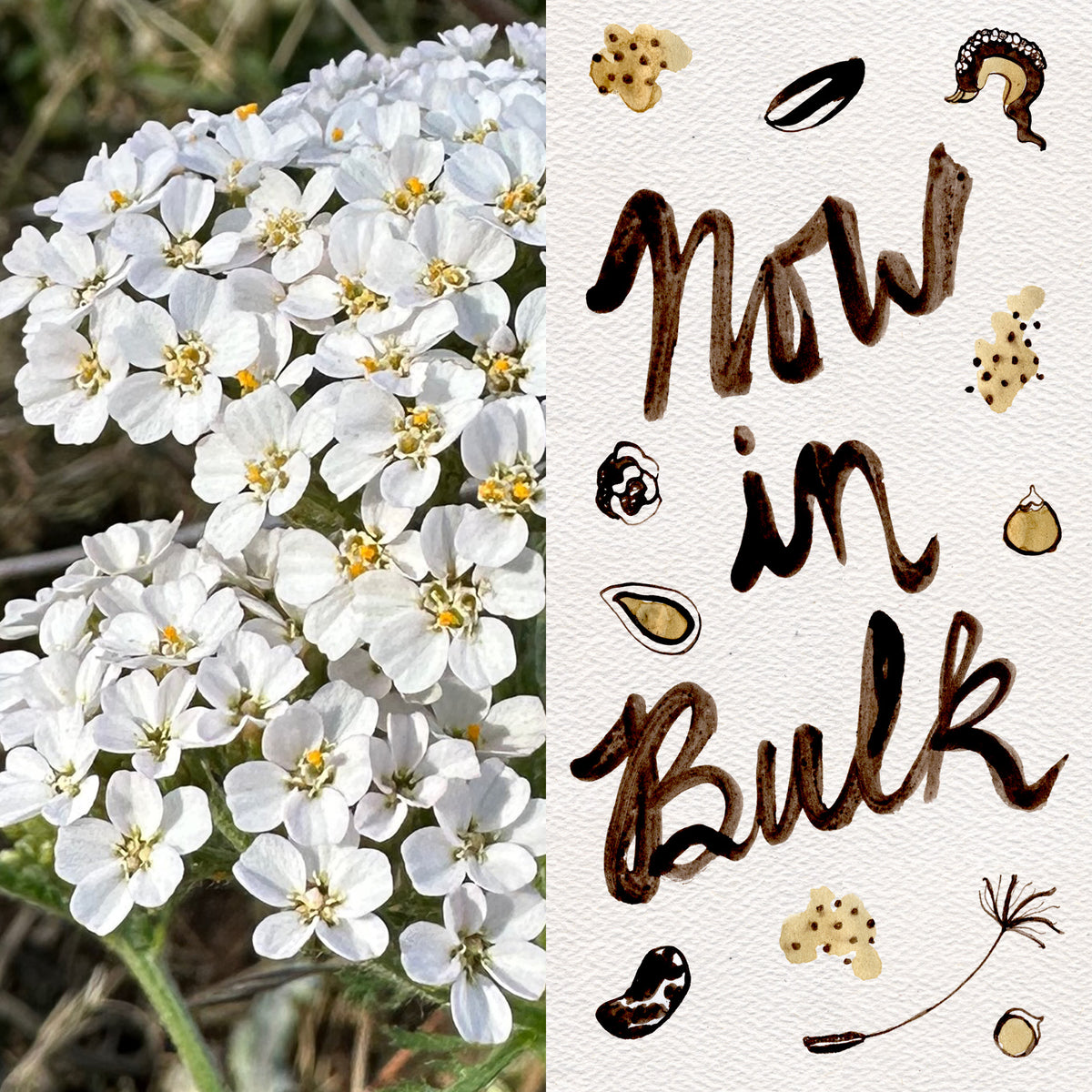 White Yarrow