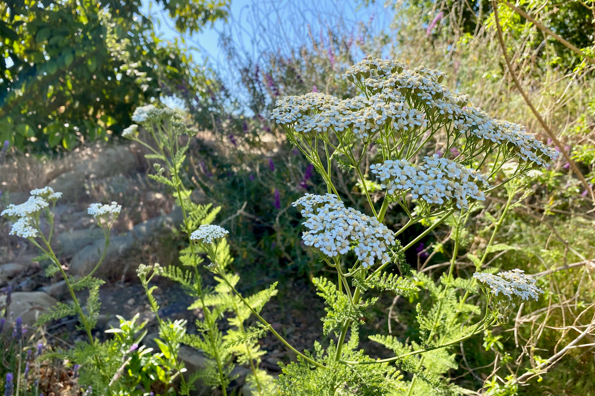 White Yarrow