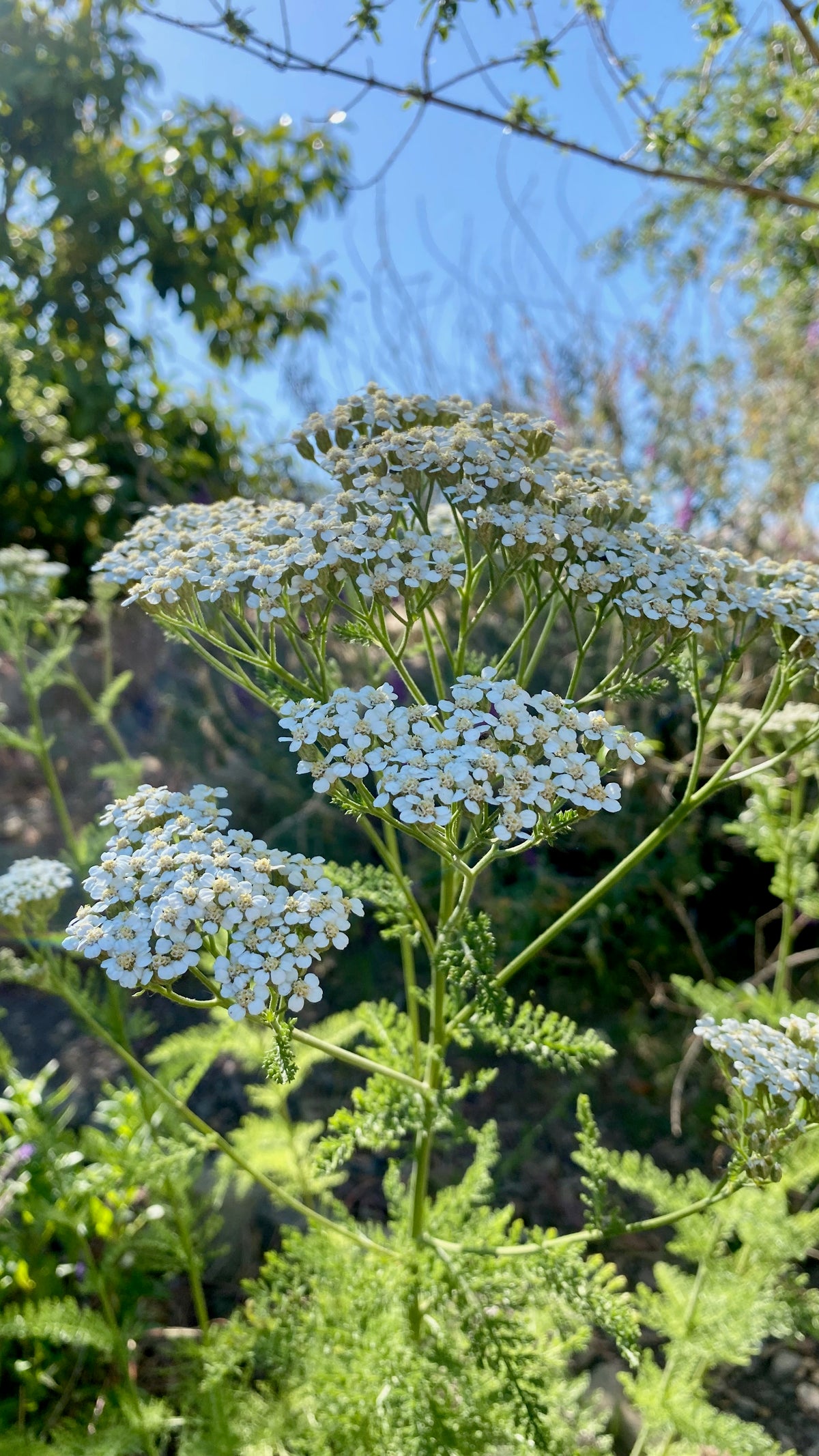 White Yarrow