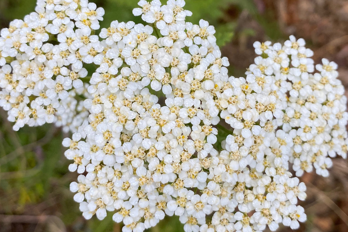 White Yarrow