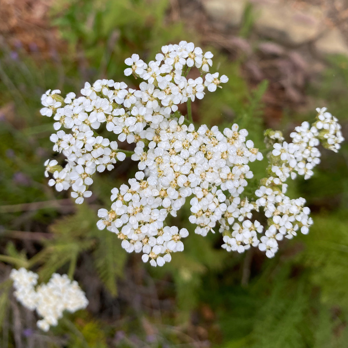 White Yarrow