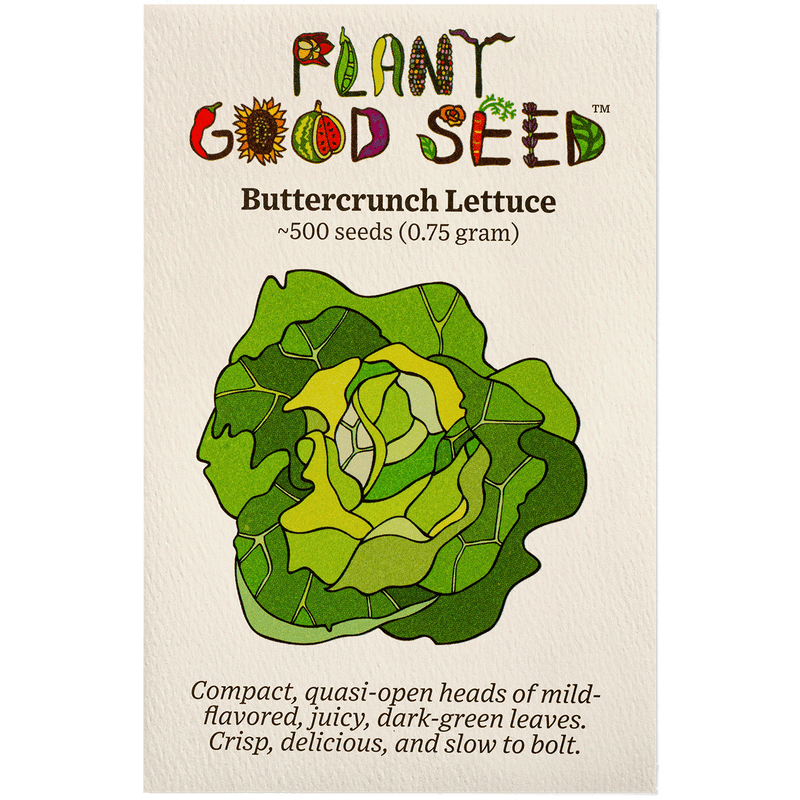 Buttercrunch Lettuce - The Plant Good Seed Company