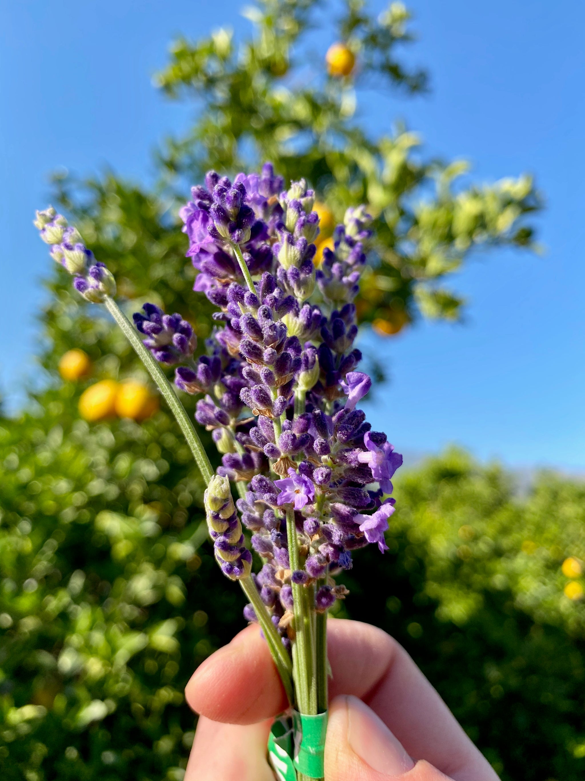 Blue Spear Lavender Seeds The Plant Good Seed Company 7772