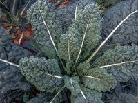 Lacinato Kale Seeds - The Plant Good Seed Company