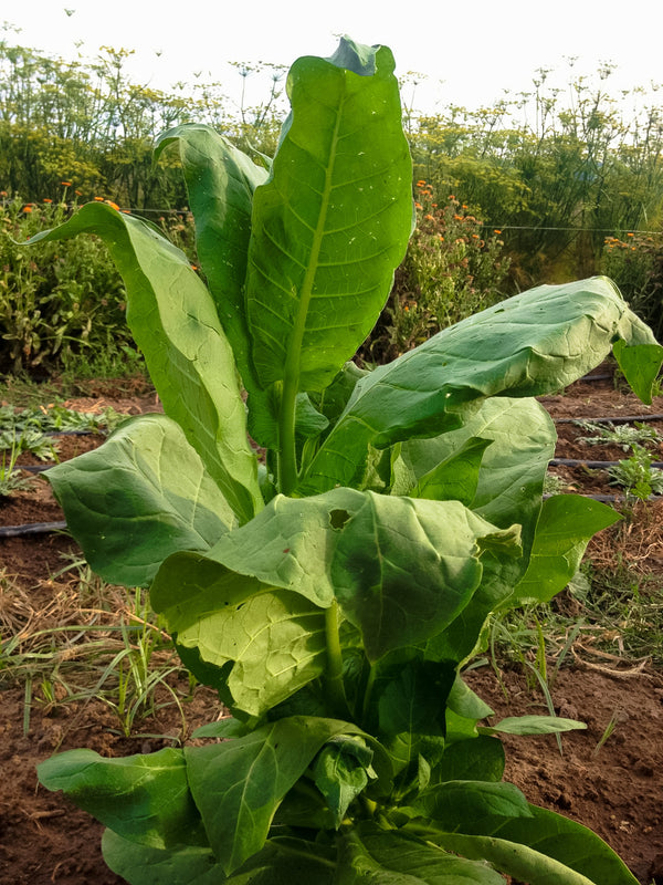 Shirazi Tobacco Seed - The Plant Good Seed Company