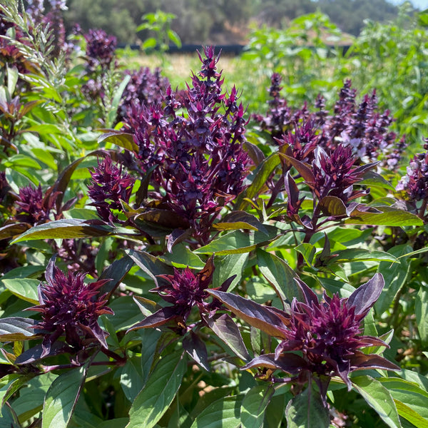 Siam Queen Thai Basil Seeds - The Plant Good Seed Company